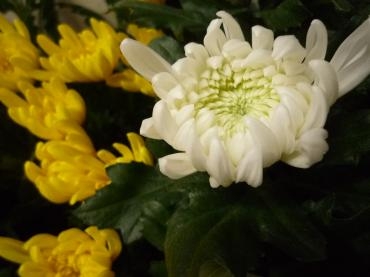 菊の節句｜「花幸」　（愛知県豊川市の花キューピット加盟店 花屋）のブログ