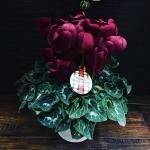 シクラメンがいっぱい｜「花幸」　（愛知県豊川市の花キューピット加盟店 花屋）のブログ