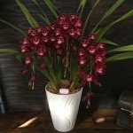 シンビジューム｜「花幸」　（愛知県豊川市の花キューピット加盟店 花屋）のブログ