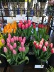 毎週金曜日チューリップ入荷します。｜「花幸」　（愛知県豊川市の花キューピット加盟店 花屋）のブログ