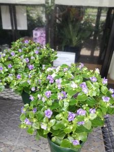 鉢物入荷しました｜「花幸」　（愛知県豊川市の花キューピット加盟店 花屋）のブログ