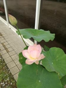 蓮の花｜「花幸」　（愛知県豊川市の花キューピット加盟店 花屋）のブログ