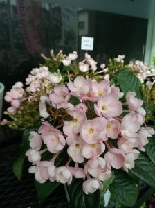 元気に育っています｜「花幸」　（愛知県豊川市の花キューピット加盟店 花屋）のブログ
