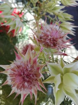 セルリア｜「花幸」　（愛知県豊川市の花キューピット加盟店 花屋）のブログ