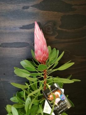 キングプロテア｜「花幸」　（愛知県豊川市の花キューピット加盟店 花屋）のブログ