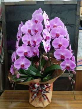 胡蝶蘭｜「花幸」　（愛知県豊川市の花キューピット加盟店 花屋）のブログ