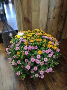 鉢物｜「花幸」　（愛知県豊川市の花キューピット加盟店 花屋）のブログ